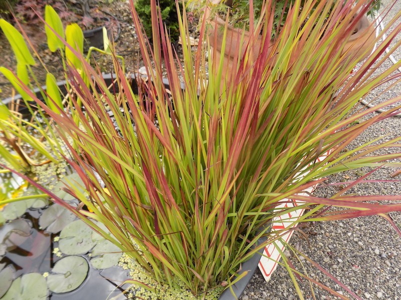 Imperata Cylindrica red Baron ( per terreni secchi o paludosi