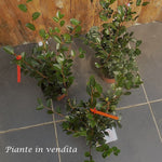 Camelia sasanqua FLM 2 vaso 17 cm.60