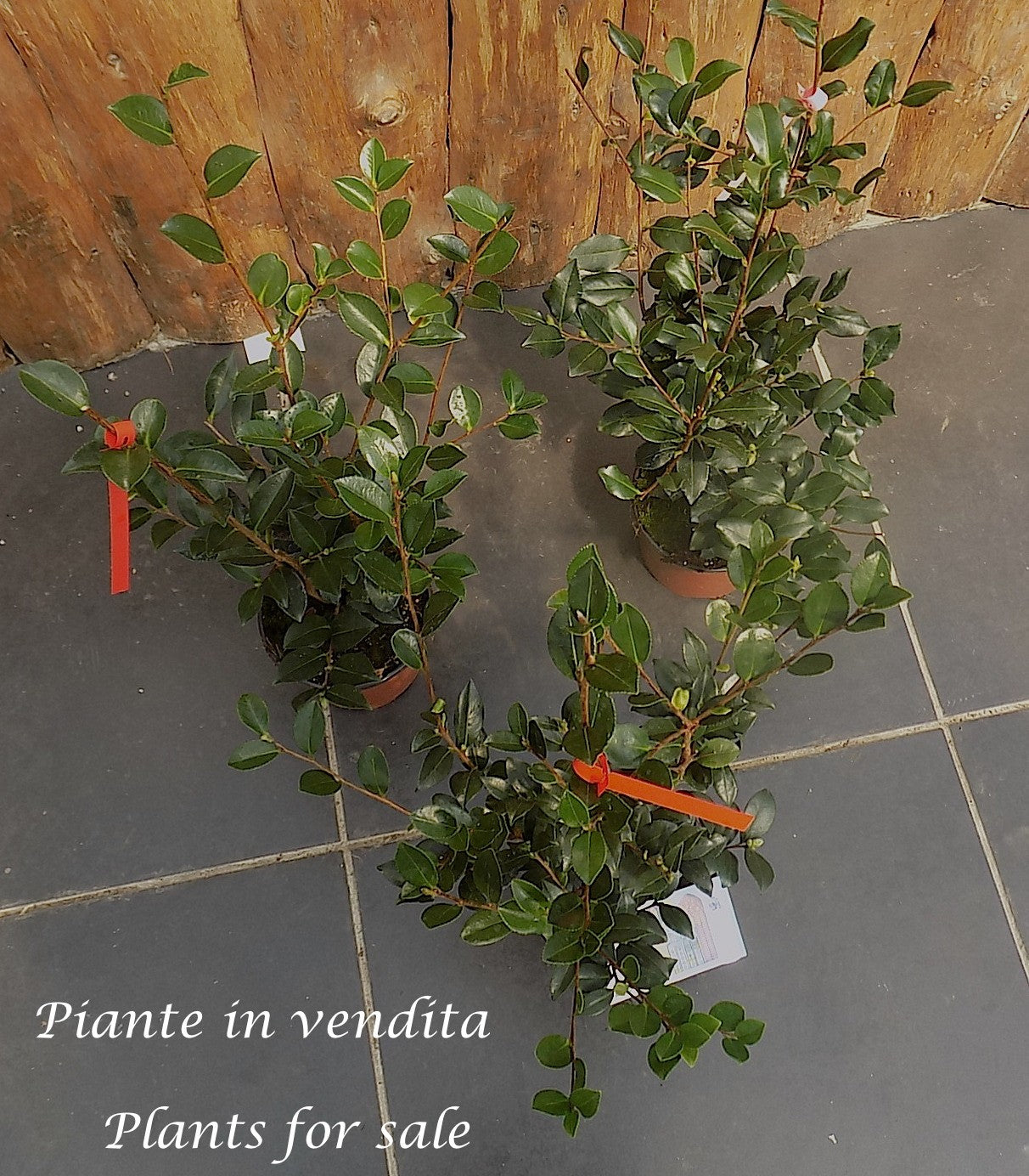 Camelia sasanqua FLM 2 vaso 17 cm.60