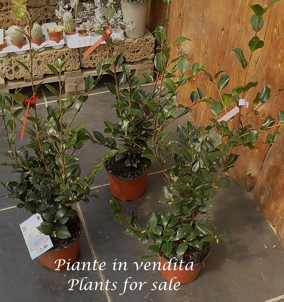 Camelia sasanqua FLM 2 vaso 17 cm.60