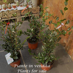 Camelia sasanqua FLM 2 vaso 17 cm.60