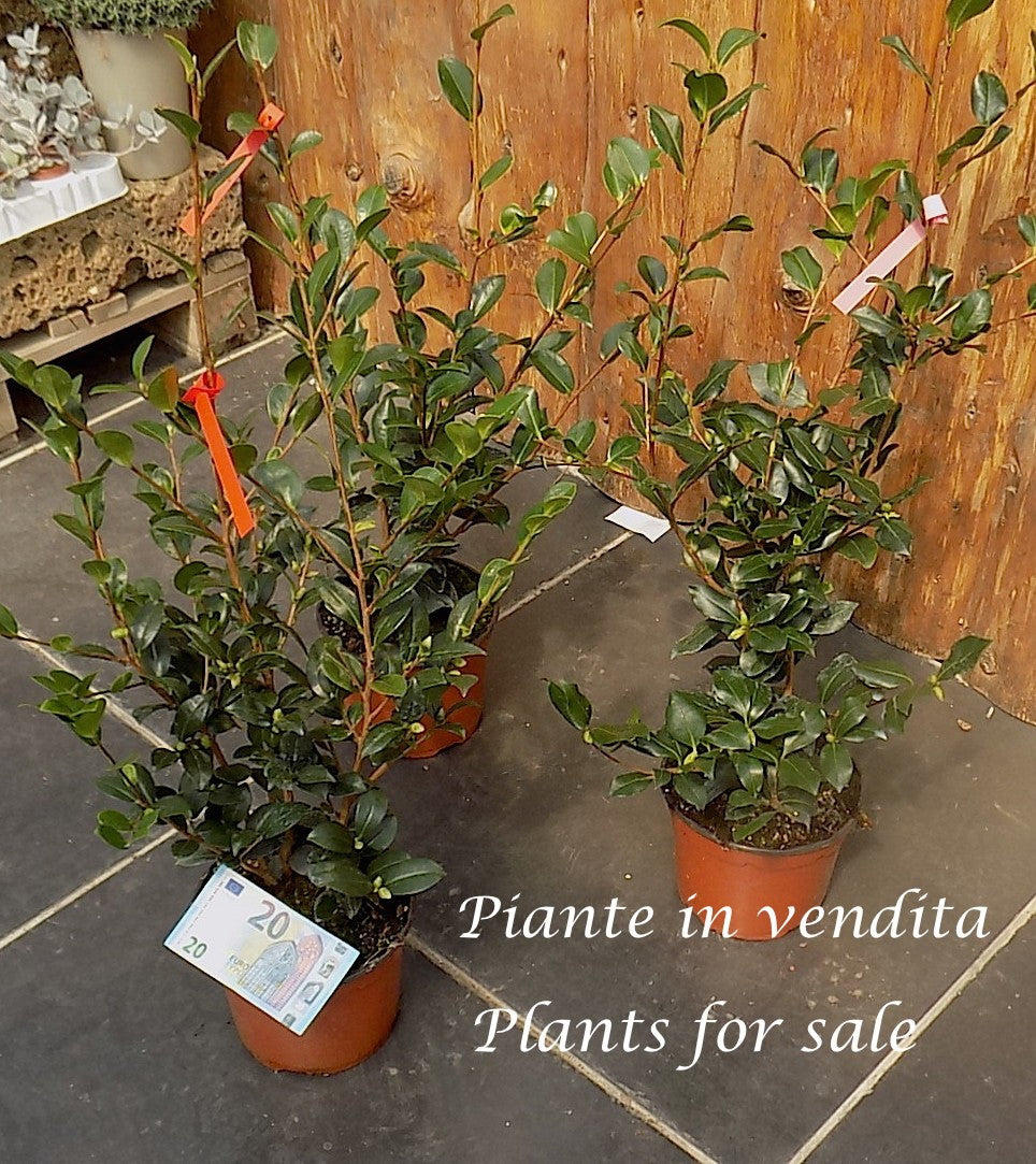 Camelia sasanqua FLM 2 vaso 17 cm.60