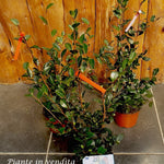 Camelia sasanqua FLM 2 vaso 17 cm.60
