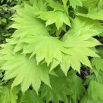 Acer  Japonicum Aureum vaso 15