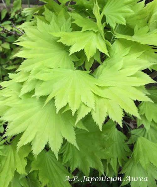 Acer  Japonicum Aureum vaso 15