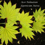 Acer  Japonicum Aureum vaso 15