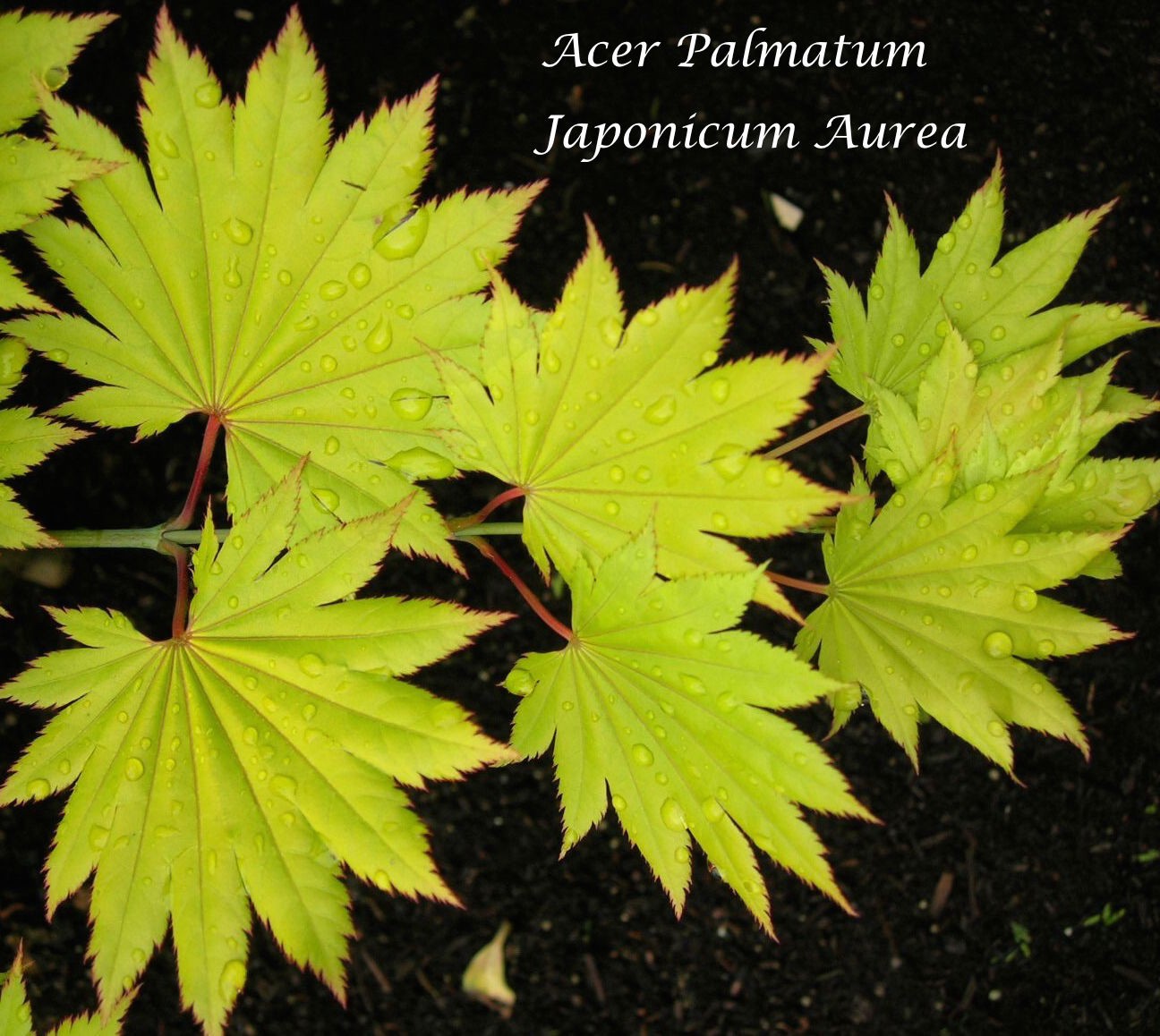 Acer  Japonicum Aureum vaso 15