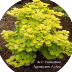 Acer  Japonicum Aureum vaso 15