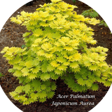 Acer  Japonicum Aureum vaso 15