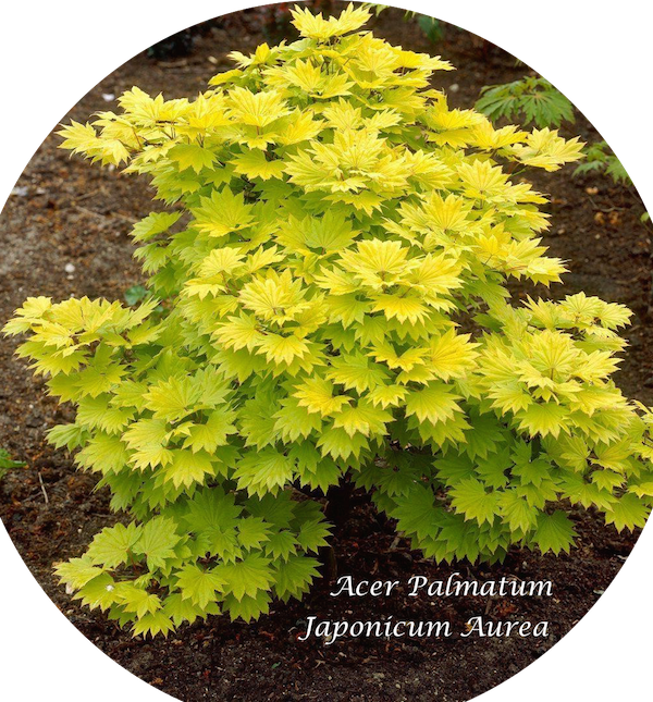 Acer  Japonicum Aureum vaso 15