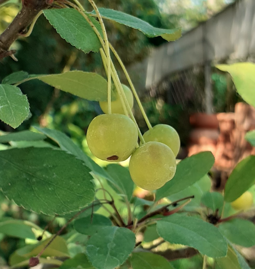 Malus transitoria bonsai