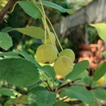 Malus transitoria bonsai