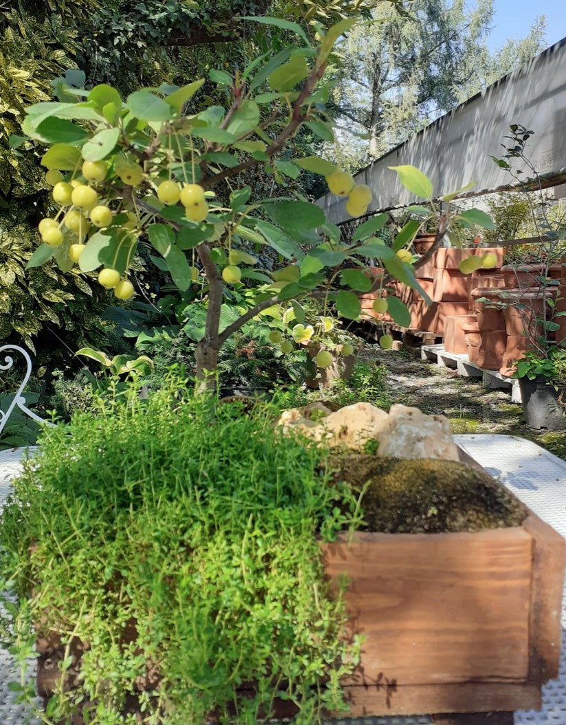 Malus transitoria bonsai