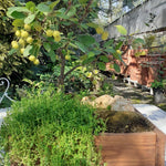 Malus transitoria bonsai