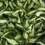 Hosta Hideout