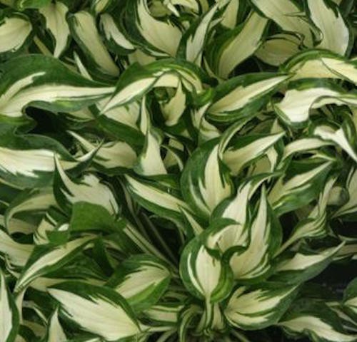 Hosta Hideout