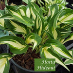 Hosta Hideout