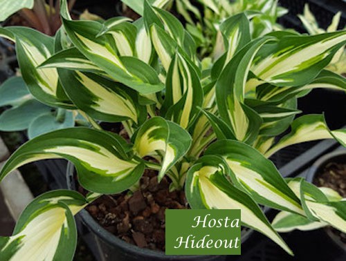 Hosta Hideout