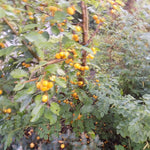 Malus Contesse de Paris vaso 9x13