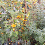 Malus Contesse de Paris vaso 9x13
