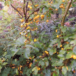 Malus Contesse de Paris vaso 9x13