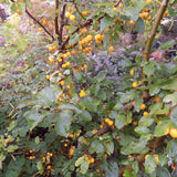 Malus Contesse de Paris vaso 9x13