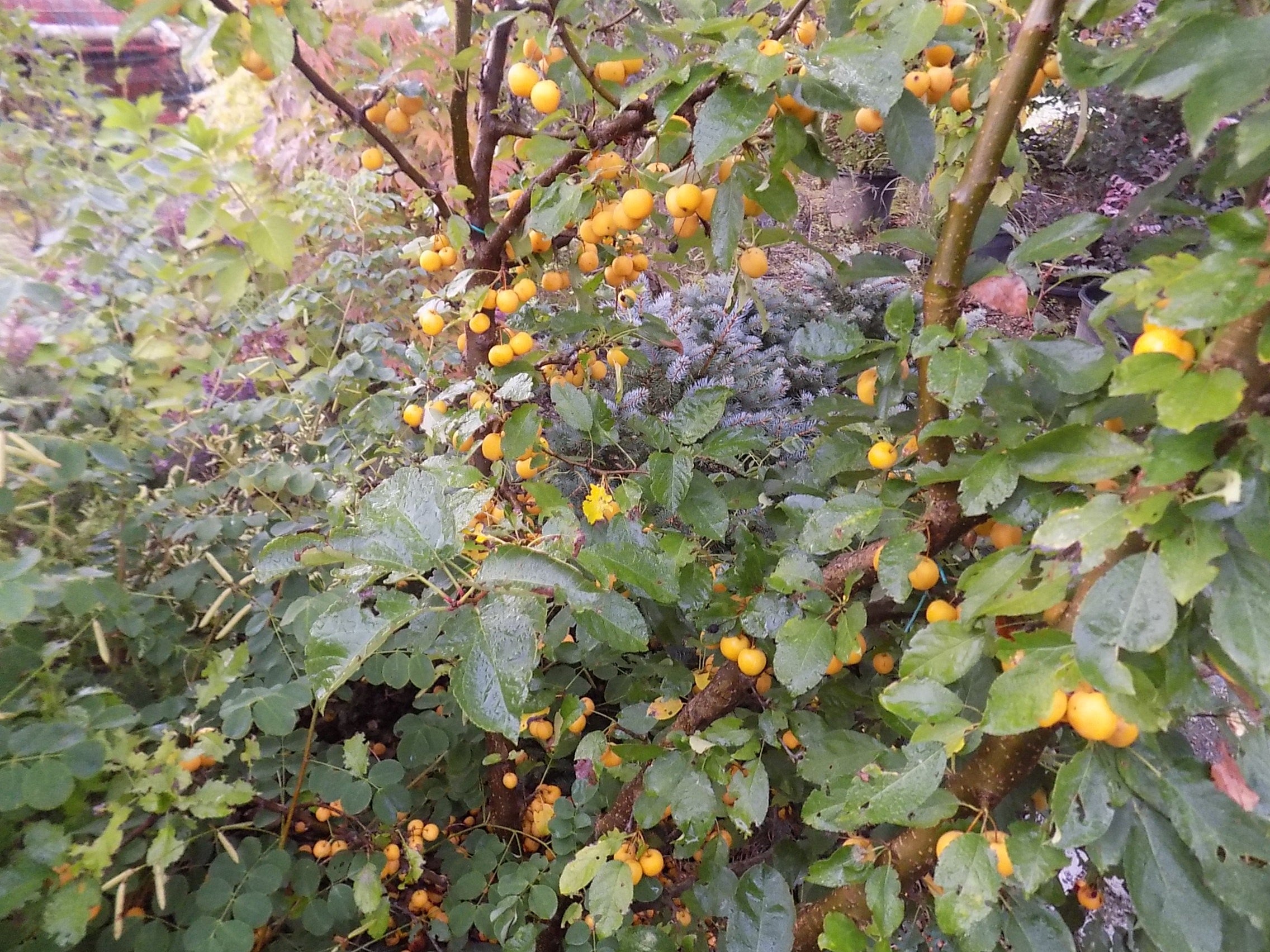 Malus Contesse de Paris vaso 9x13