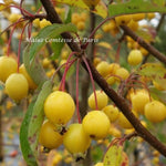 Malus Contesse de Paris vaso 9x13