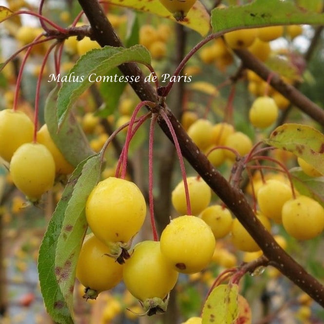 Malus Contesse de Paris vaso 9x13