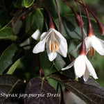 Styrax japonicus purple dress  vaso 9
