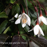Styrax japonicus purple dress  vaso 9