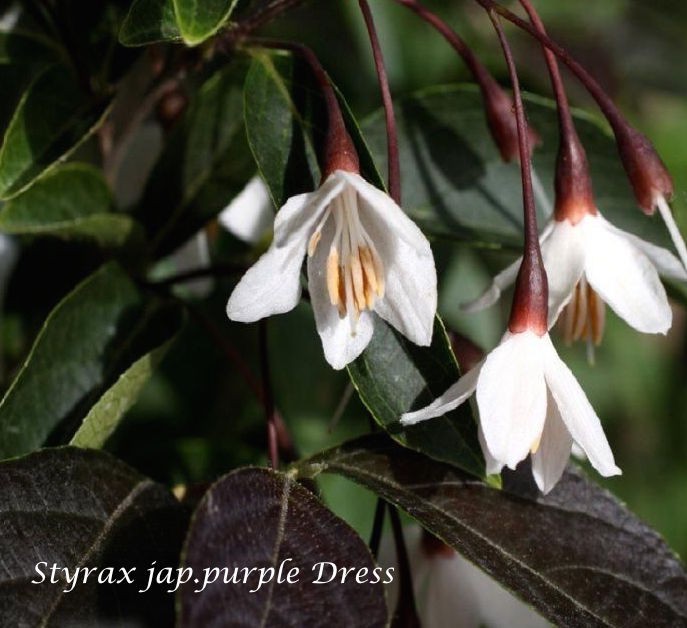 Styrax japonicus purple dress  vaso 9