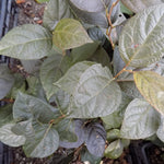 Styrax japonicus purple dress  vaso 9