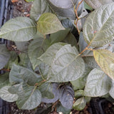 Styrax japonicus purple dress  vaso 9