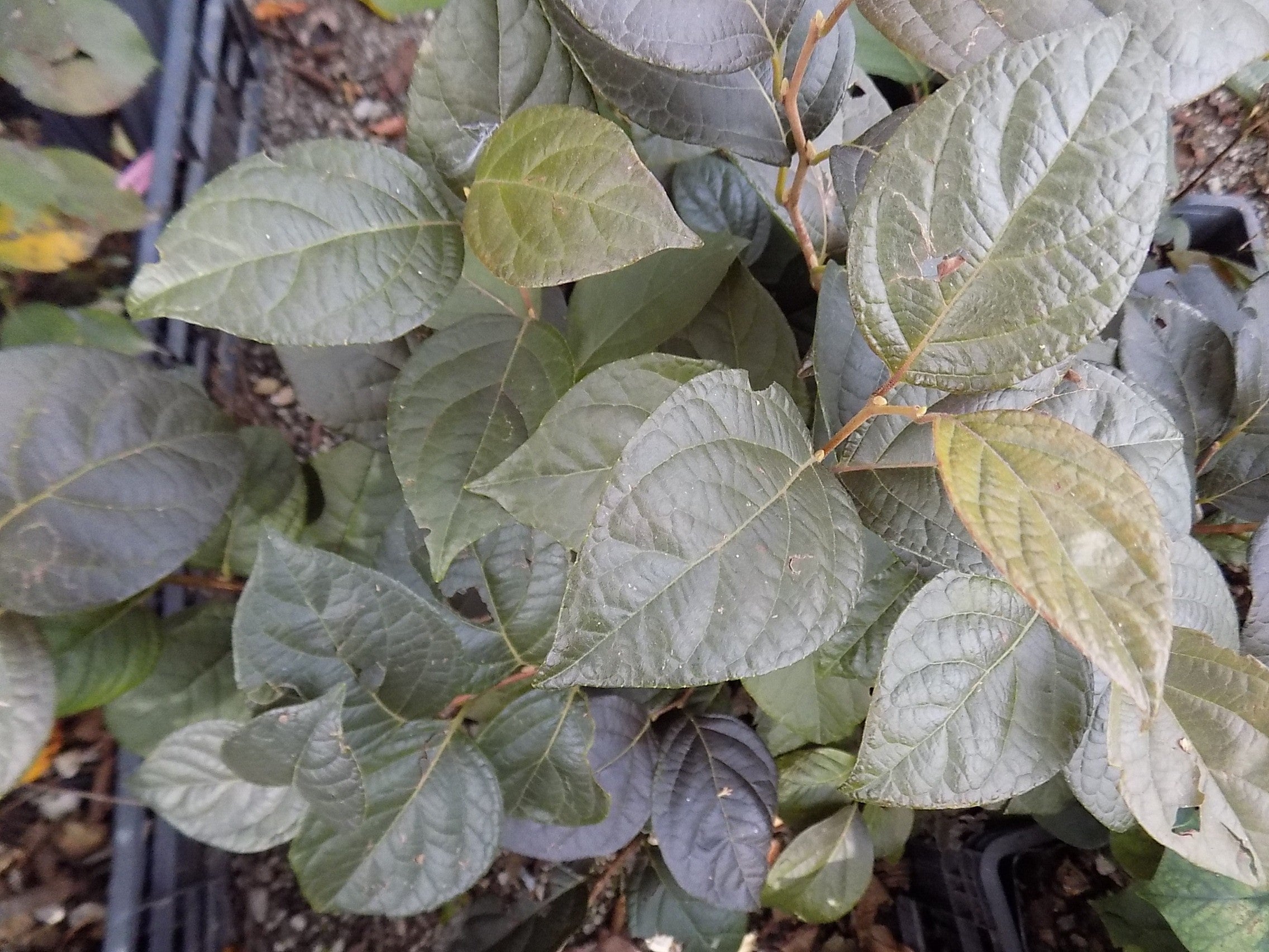 Styrax japonicus purple dress  vaso 9