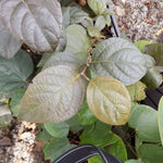 Styrax japonicus purple dress  vaso 9