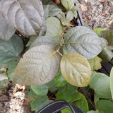 Styrax japonicus purple dress  vaso 9