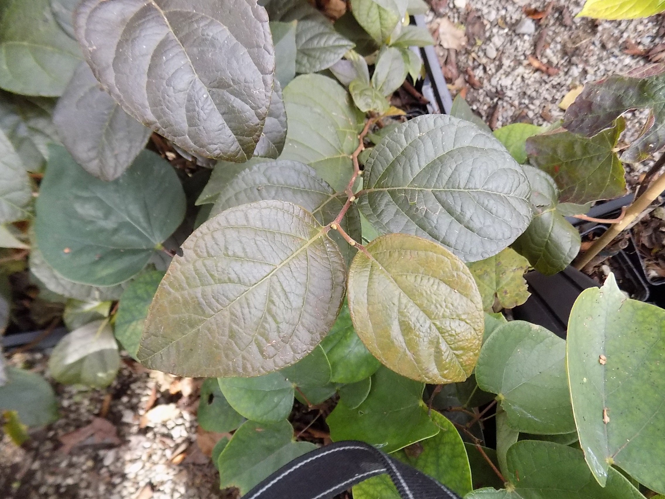 Styrax japonicus purple dress  vaso 9