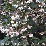 Styrax japonicus purple dress  vaso 9