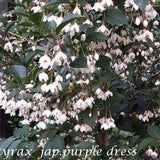 Styrax japonicus purple dress  vaso 9