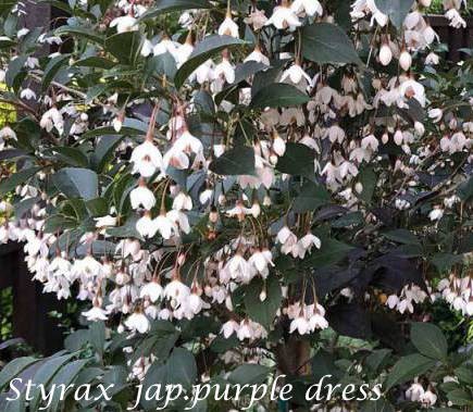 Styrax japonicus purple dress  vaso 9