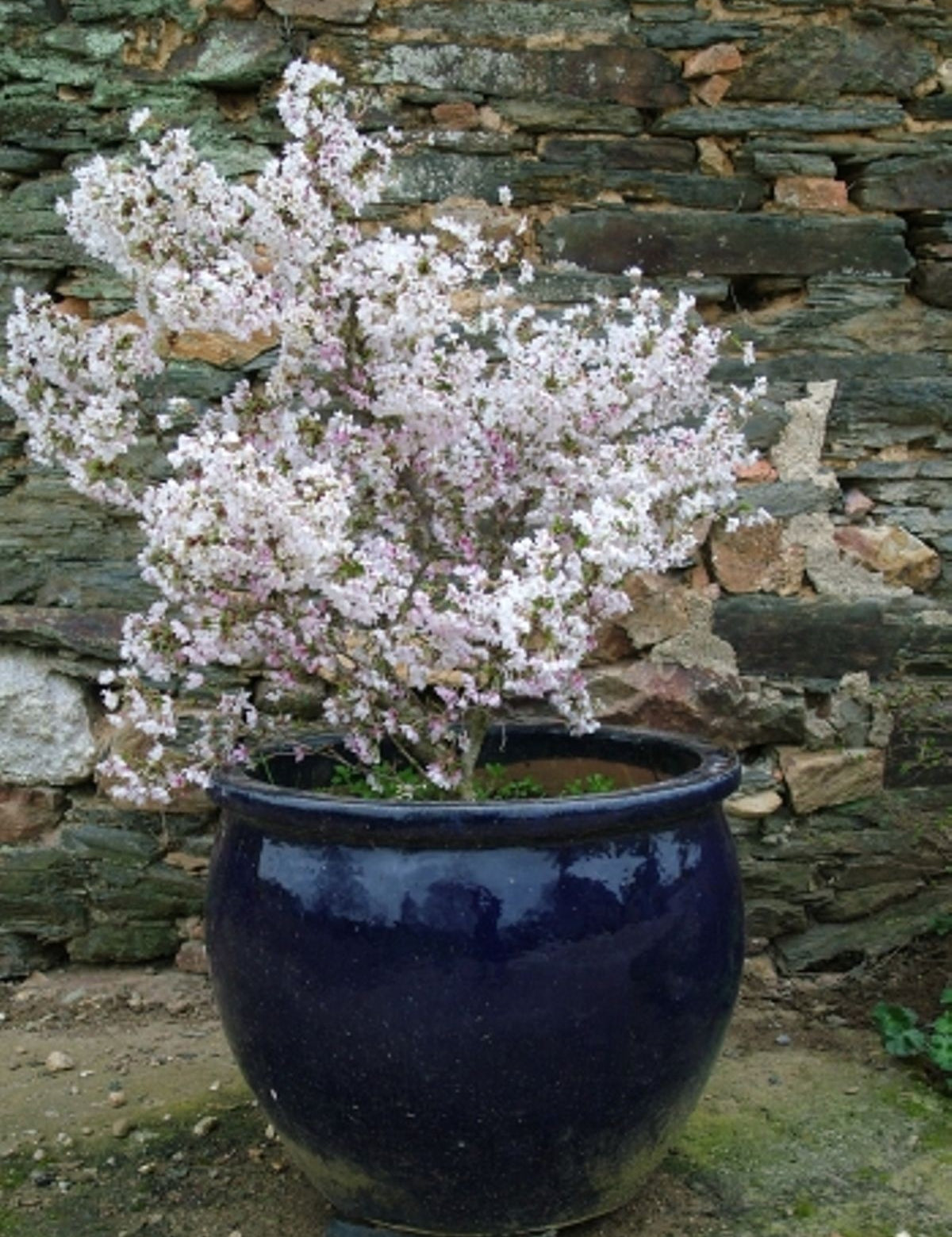 Prunus incisa 'Kojo-no-mai' vaso 18