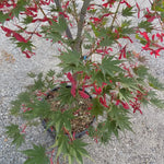 Acer Palmatum harusame vaso 15