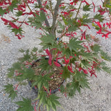 Acer Palmatum harusame vaso 15