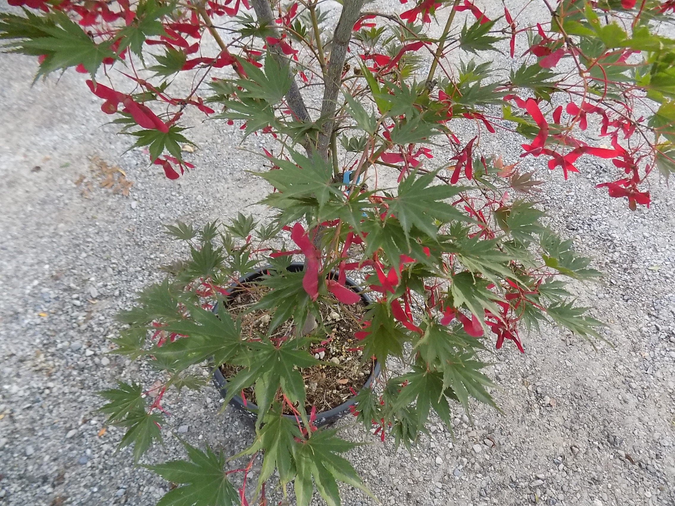 Acer Palmatum harusame vaso 15