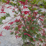 Acer Palmatum harusame vaso 15