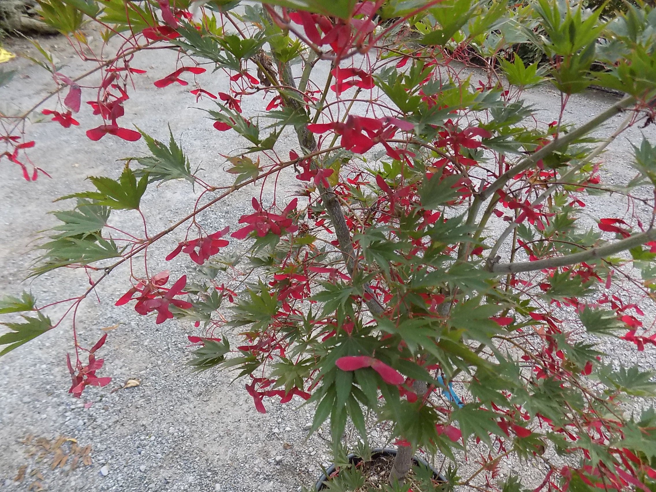 Acer Palmatum harusame vaso 15