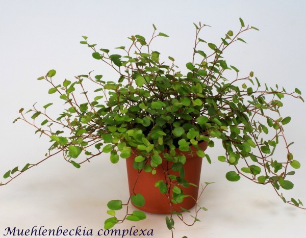 Muehlenbeckia complexa