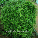 Muehlenbeckia complexa