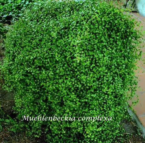 Muehlenbeckia complexa